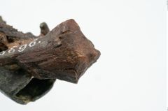 Foto von Bronzeortband (NHMW-PRAE-025696)